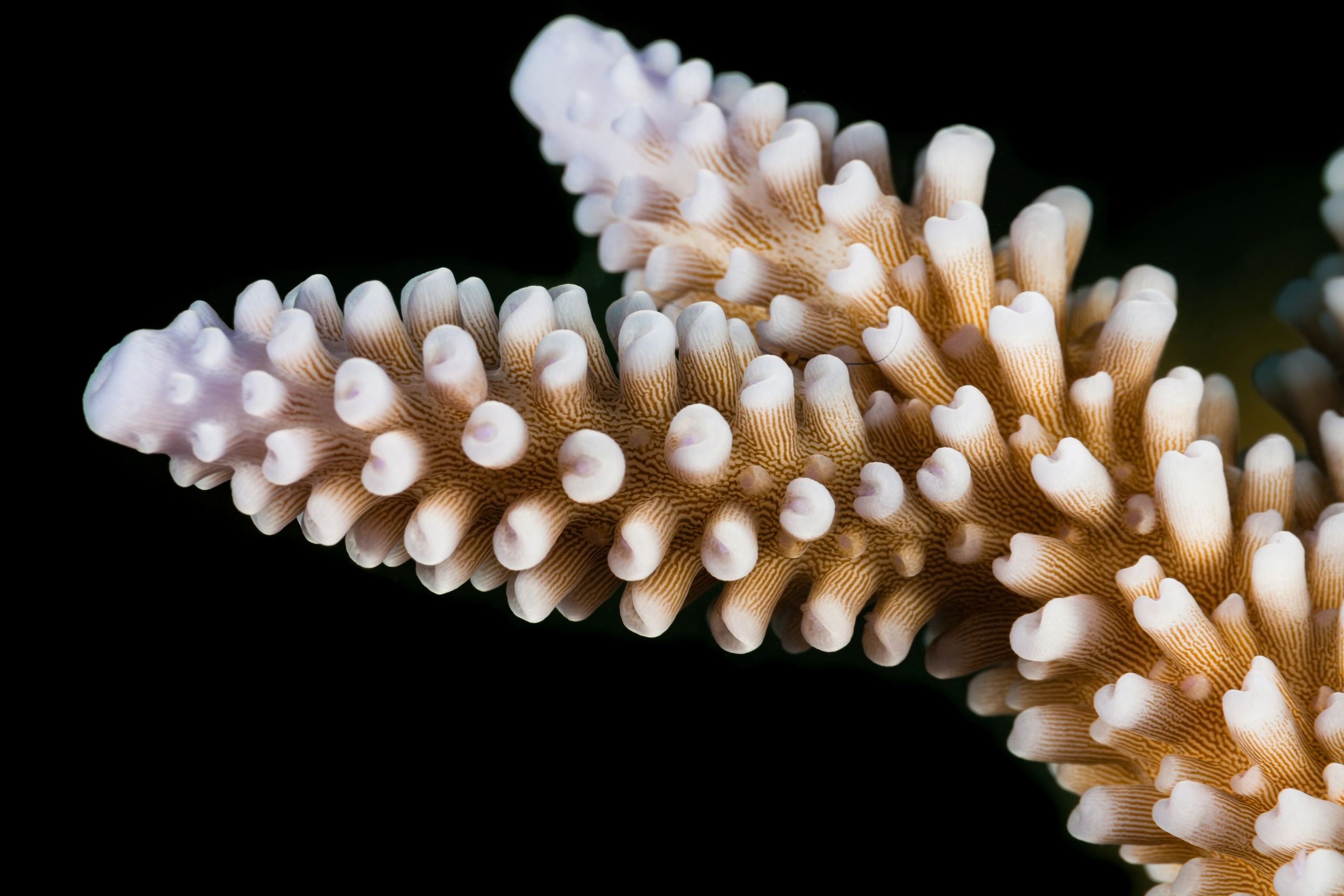 Close-up of branching Acropora coral