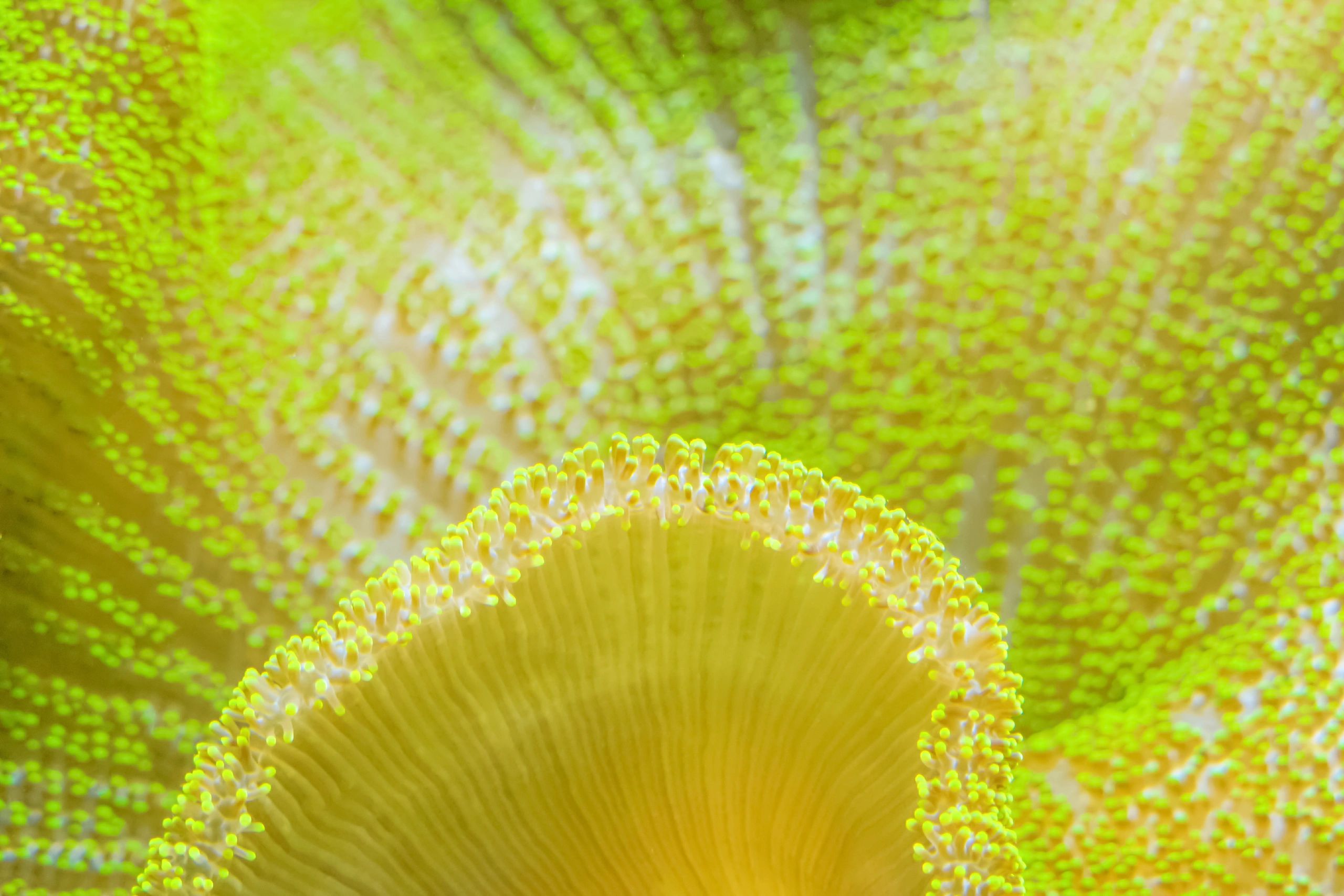 Soft coral and anemone close-up on a tropical reef