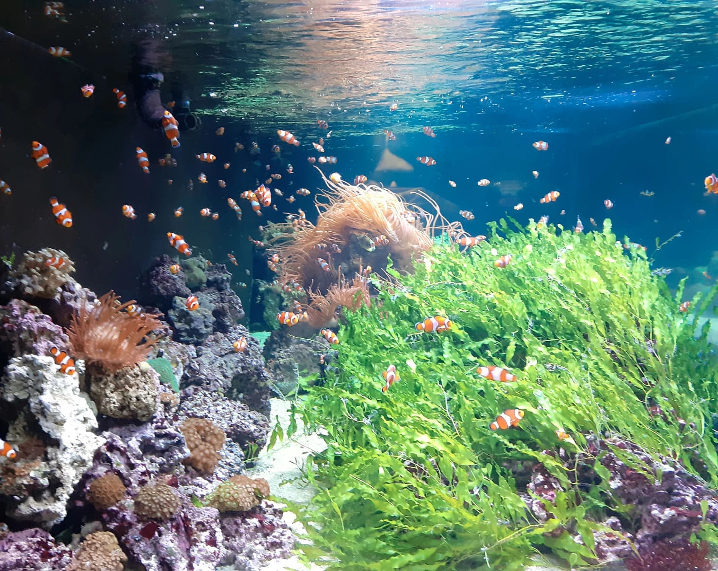 Clownfish underwater photo representing careful handling and care
