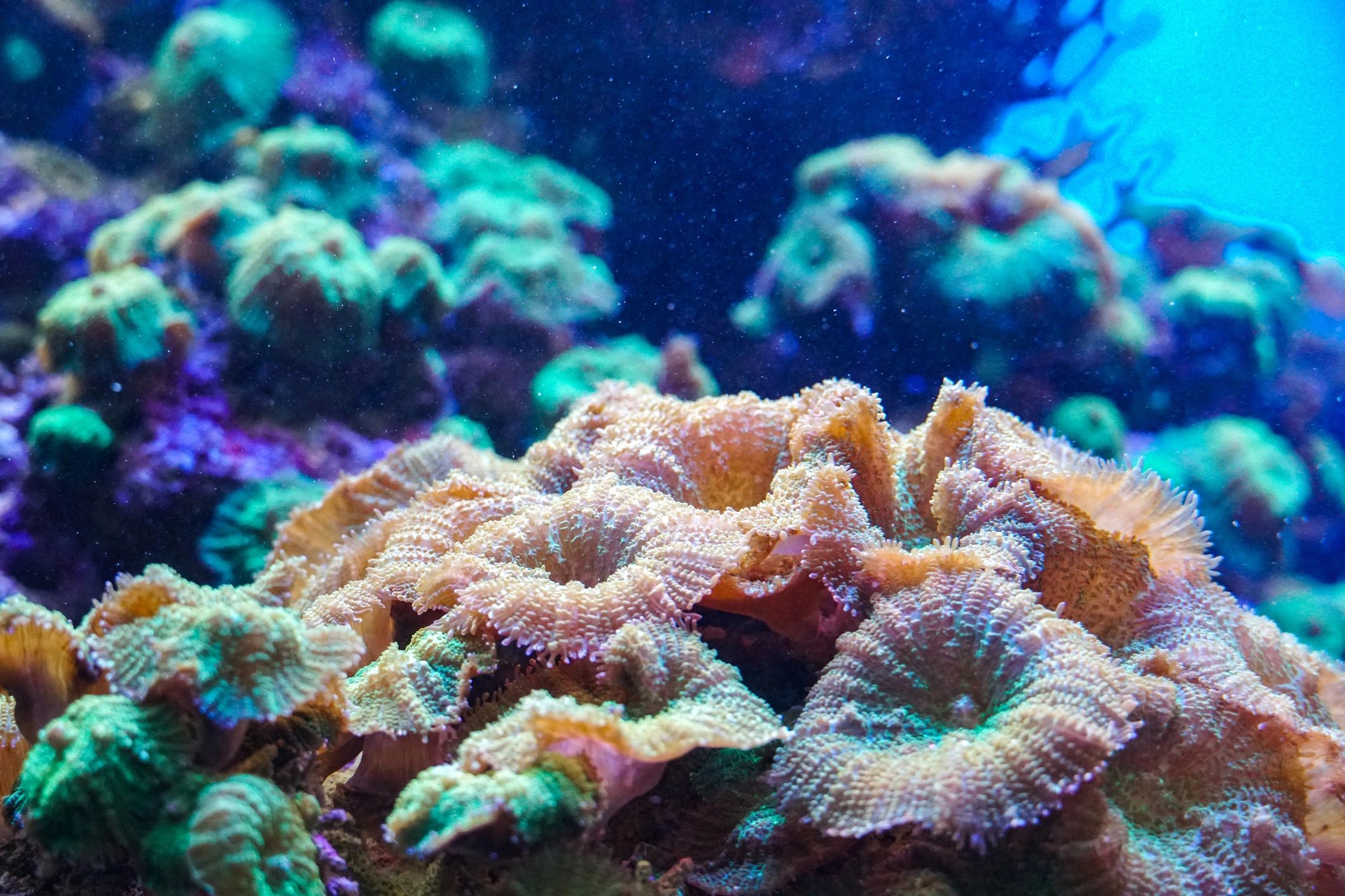Close-up of colorful sea anemone tentacles in a reef environment