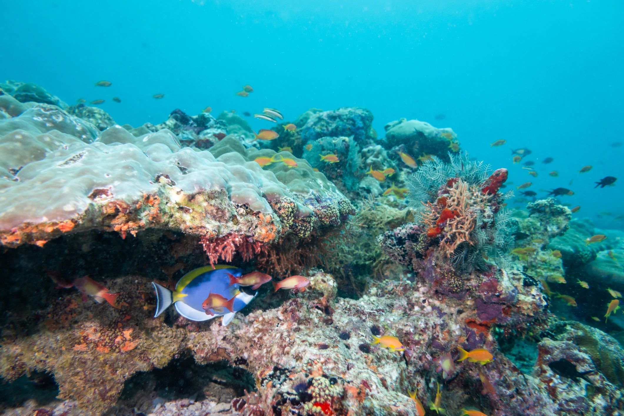 Colorful coral reef scene representing customer support and community
