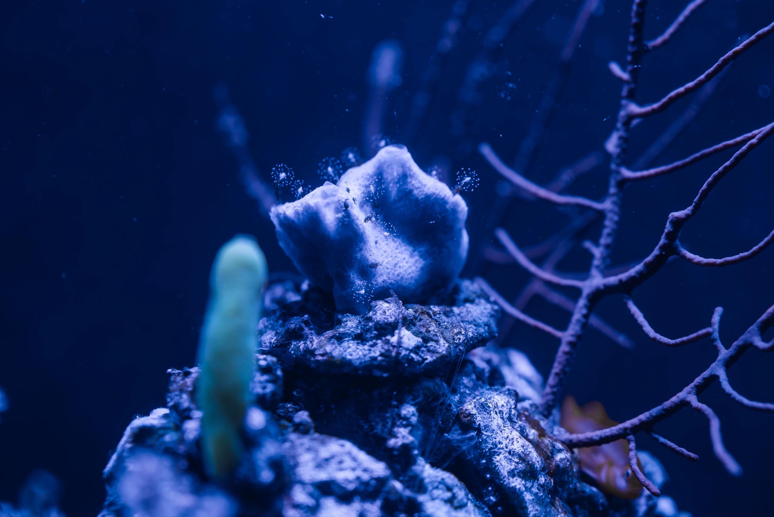 Underwater aquarium scene in cool blue tones