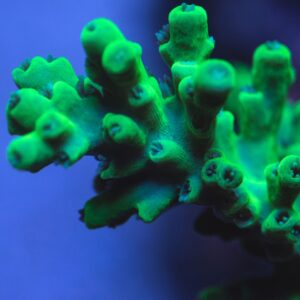 Vibrant Acropora tenuis frag in sharp macro focus on a deep-blue aquarium background.