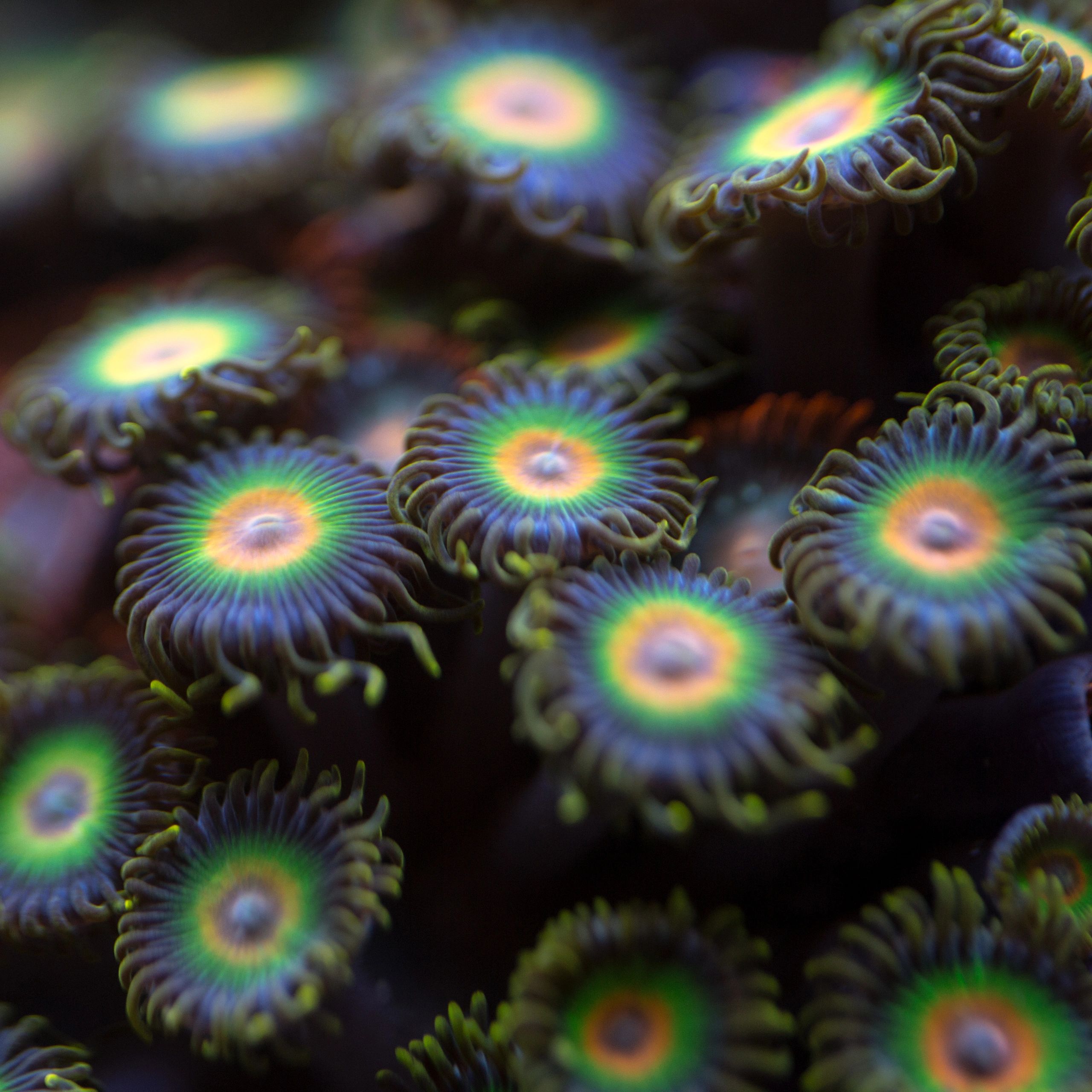 Macro photo of a colorful zoanthid colony on a frag plug