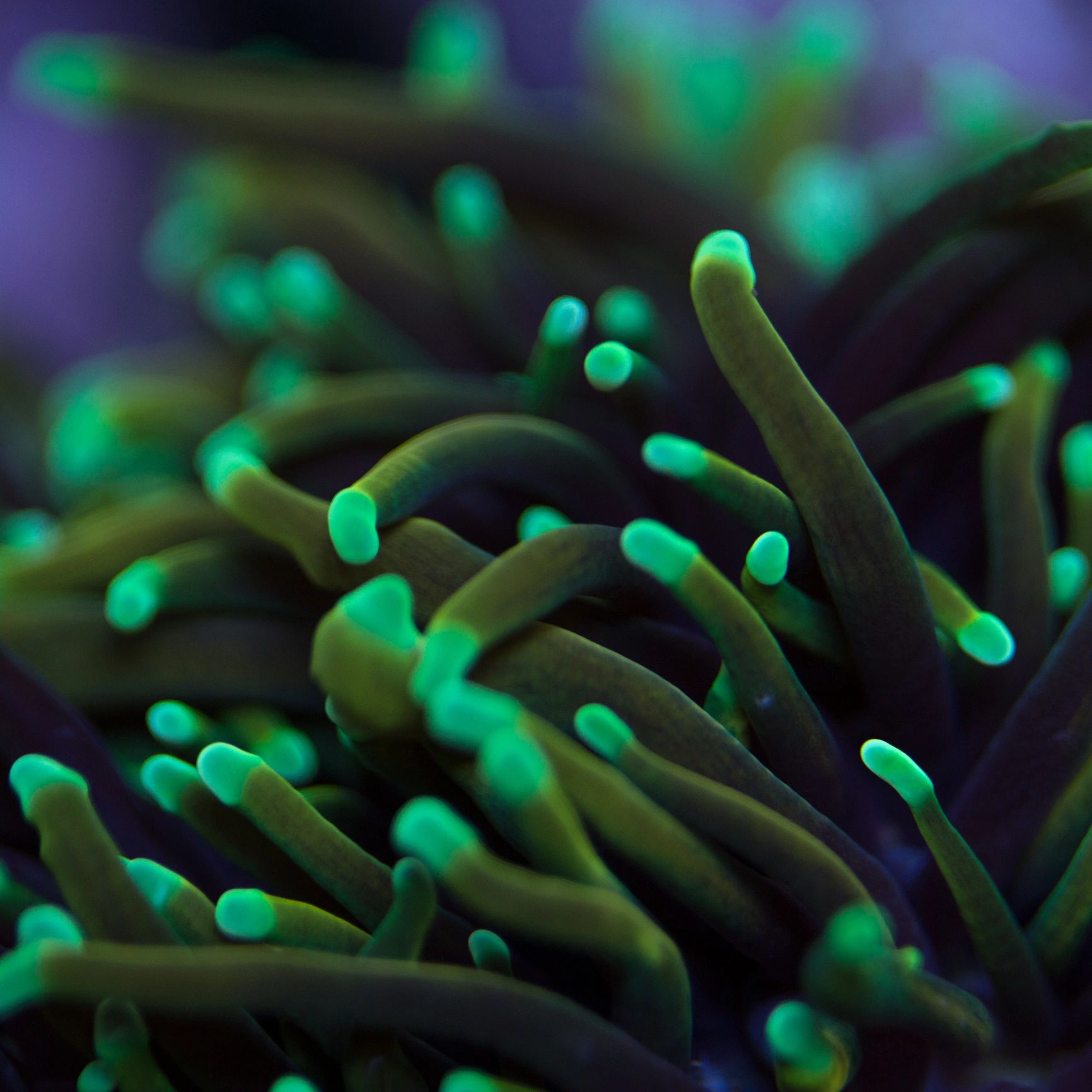 Macro photo of a torch coral frag against a dark aquarium background