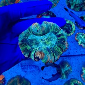 WYSIWYG Rainbow Trachyphyllia